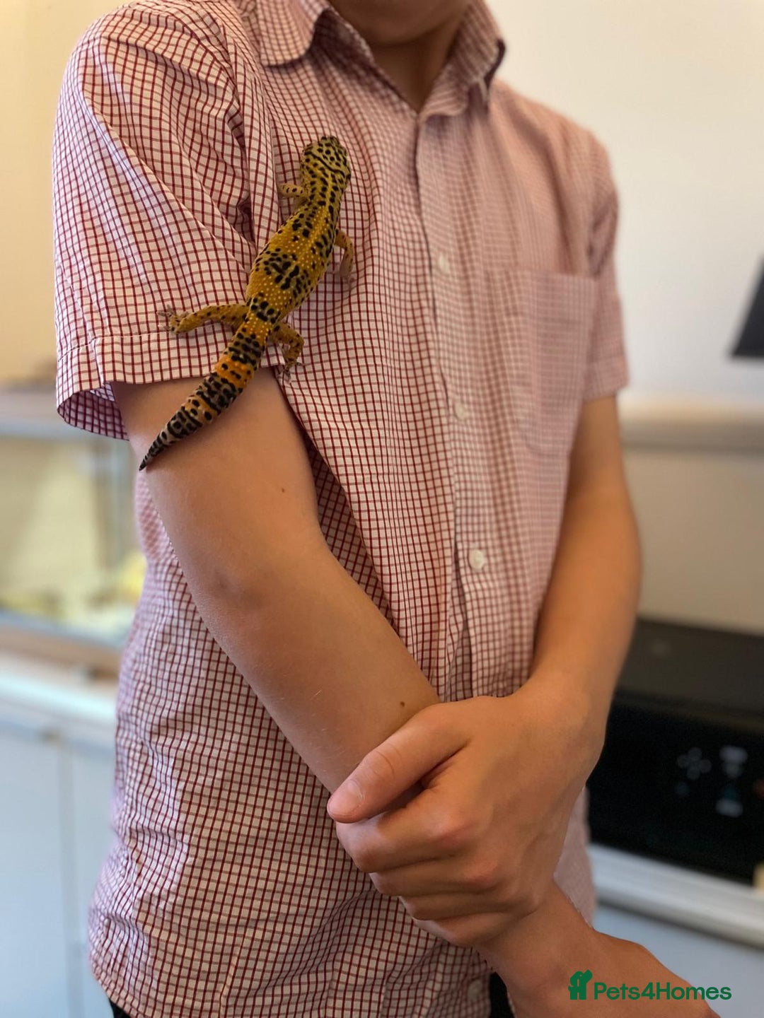 Leopard Gecko reptiles for sale: Leo the Leopard Gecko. Black Night/Mack Snow - Image 16