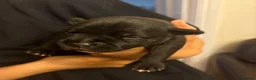Staffordshire Bull Terrier dogs for sale: 🖤💙 Stunning Litter - Advert 27