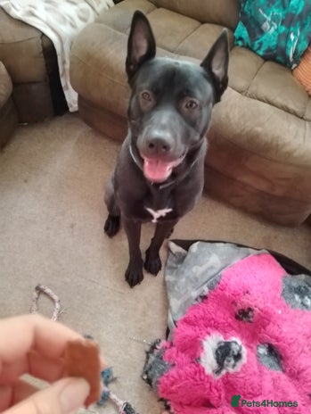 Mixed Breed dogs in Sidmouth - Advert 2