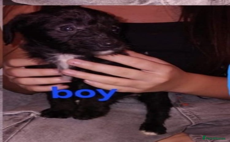 Jackapoo dogs Jackpoos - Advert 1