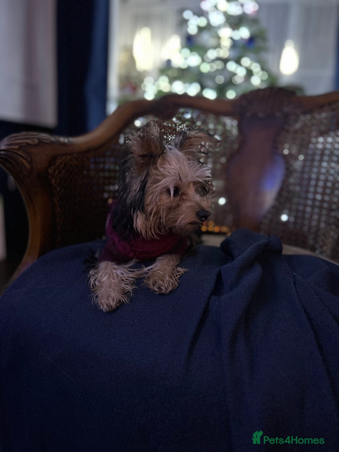 Yorkshire Terrier dogs for sale: Yorkshire terriers 1 boy 3 girls - Advert 12