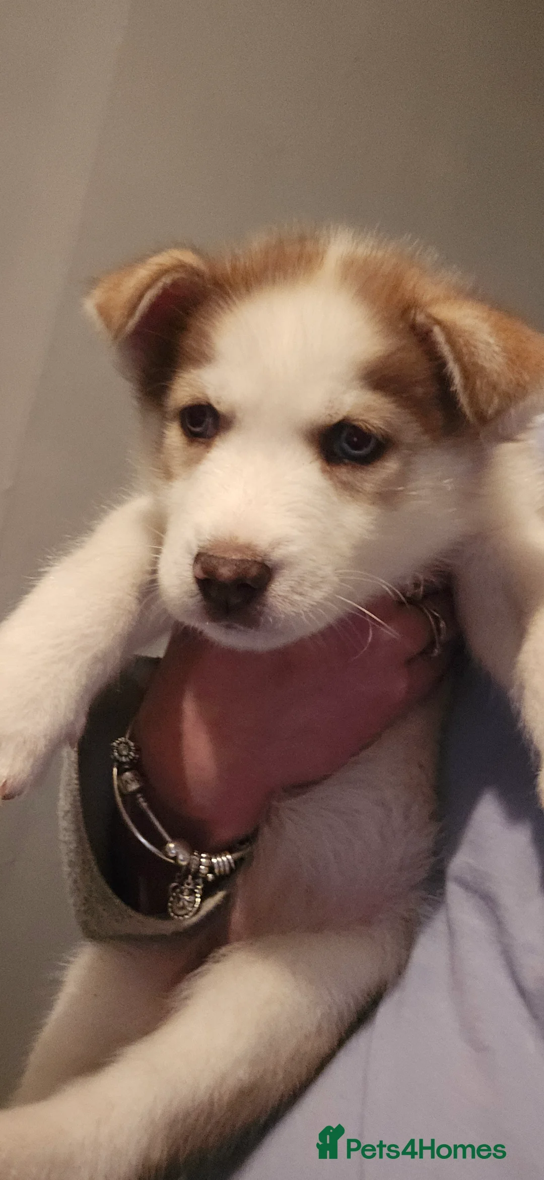 Siberian Husky dogs for sale: Husky puppies  - Advert 4