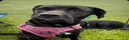 Labrador Retriever dogs for sale: Labrador cross due July  in Prenton - Advert 1