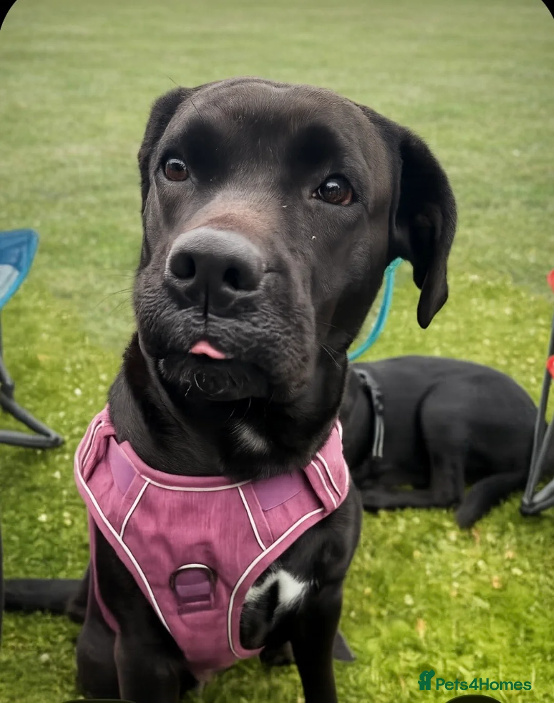 Labrador Retriever dogs for sale: Labrador cross due July  in Prenton - Advert 1
