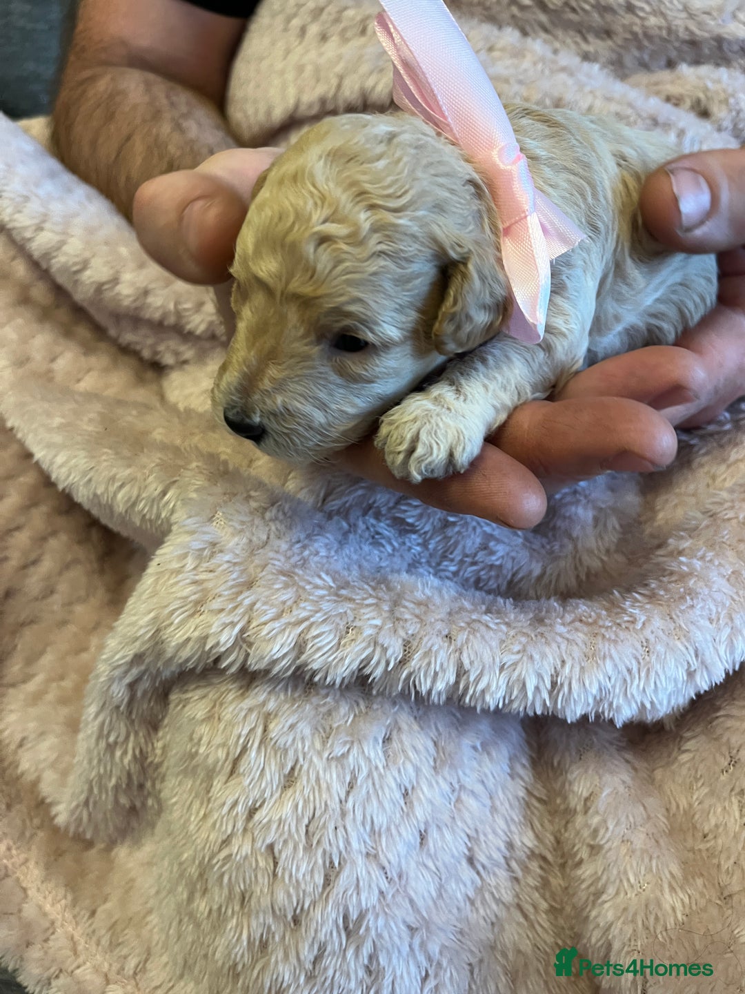 Miniature Poodle dogs for sale: Gorgeous miniature poodle pups - Image 25