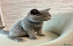British Shorthair cats for sale: ❣️British Shorthair Kittens Blue❣️ - Image 25