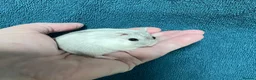 Hamster rodents for sale: Baby Winter White Russian hamsters (pure bred). - Advert 11