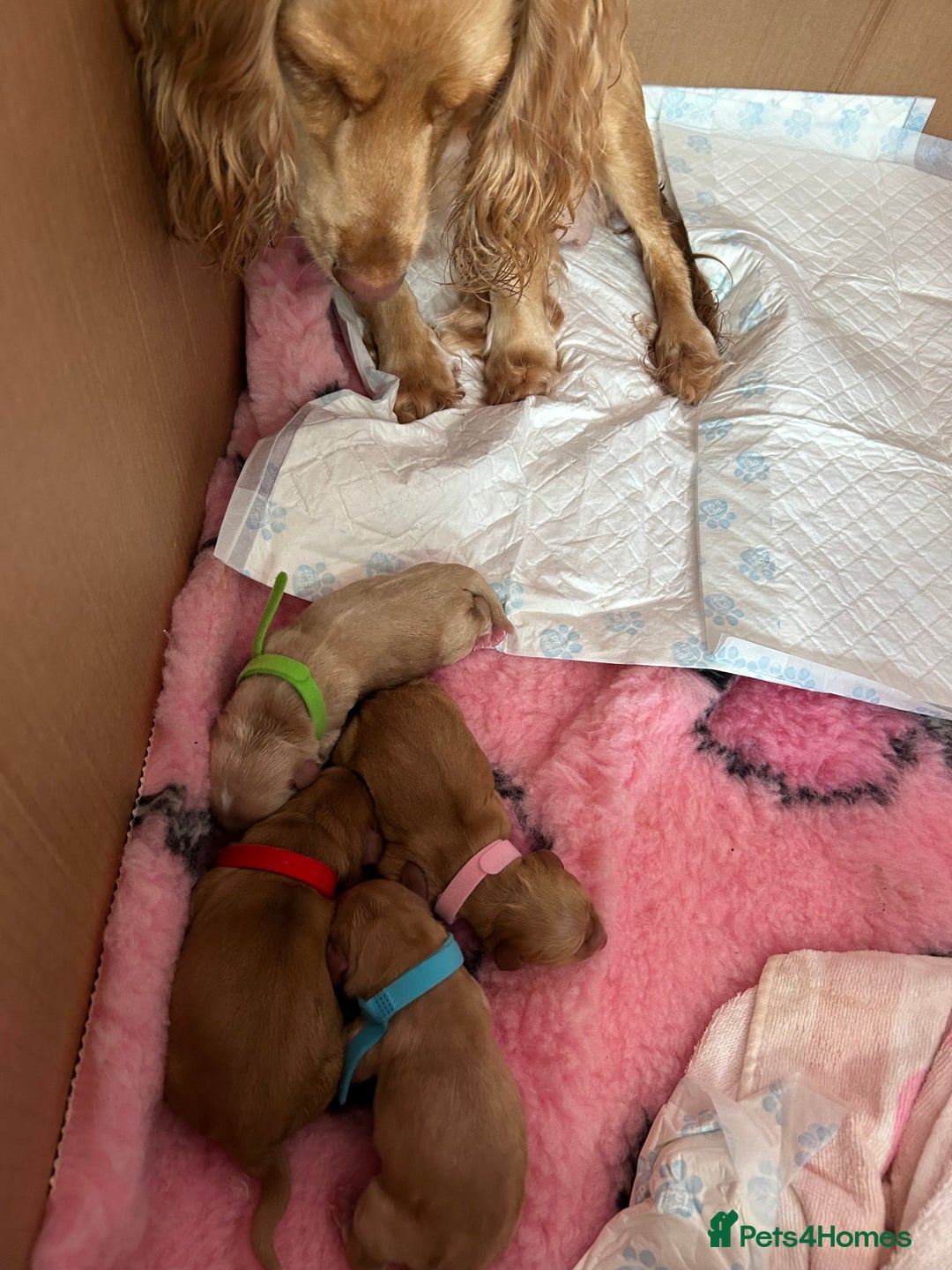 Cocker Spaniel dogs for sale: Working Cocker spaniel puppies - Image 5