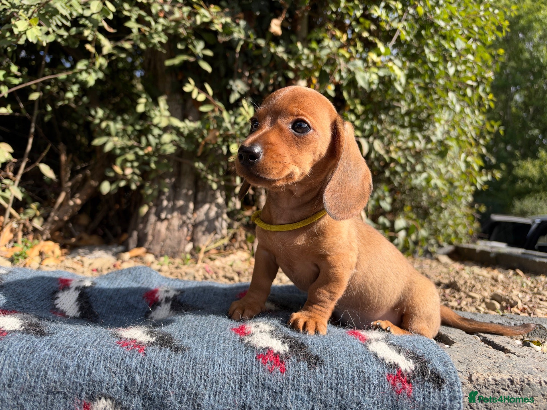 Miniature Dachshund dogs OUTSTANDING KC MINIATURE WIRE DACHSHUND  - Advert 1