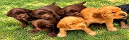 Cocker Spaniel dogs for sale: KC show cocker spaniel puppies Simbawood sire  - Advert 8