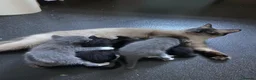 Mixed Breed cats for sale: Kittens for sale in Christchurch - Advert 2