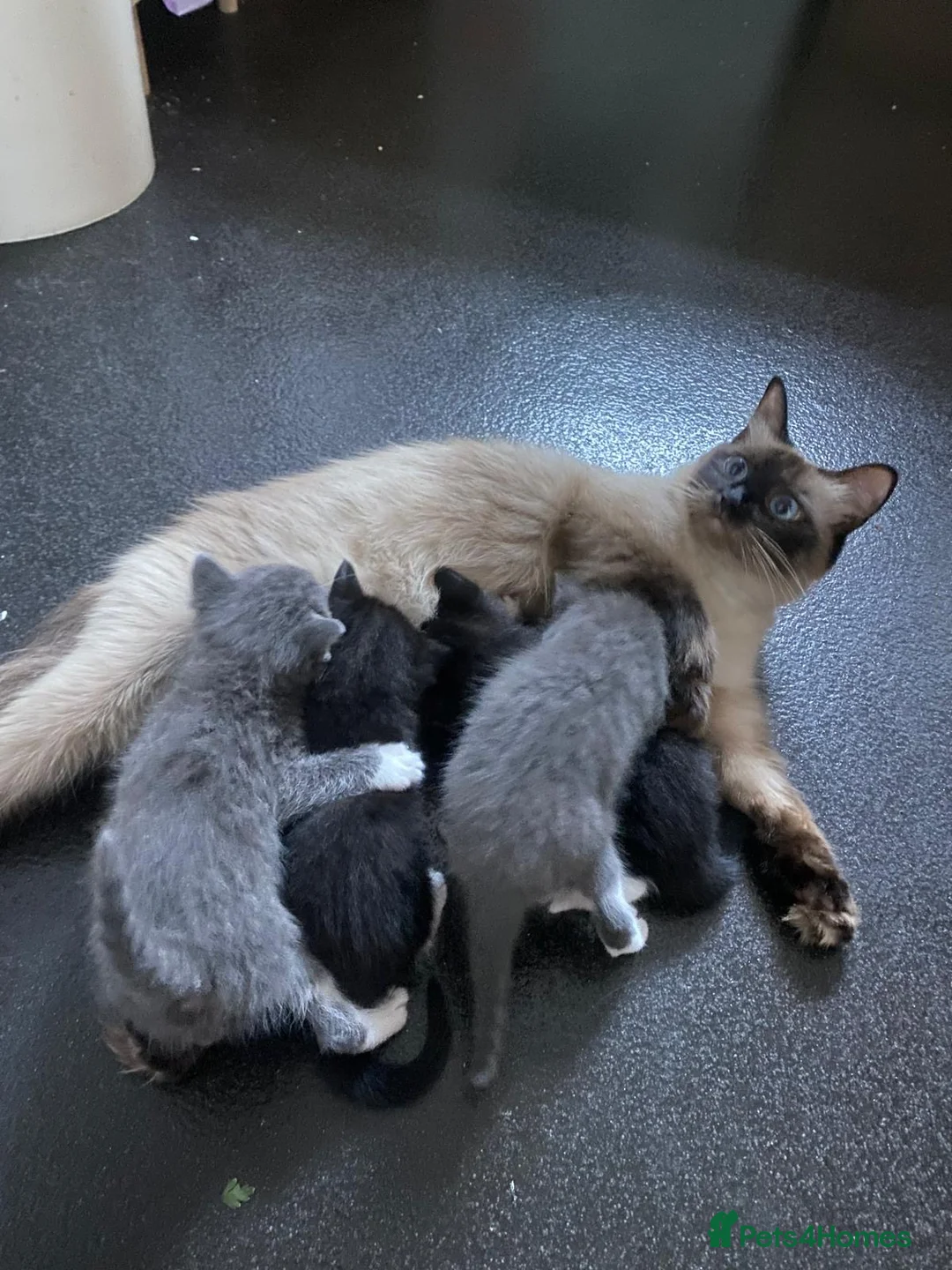 Mixed Breed cats for sale: Kittens for sale in Christchurch - Advert 2
