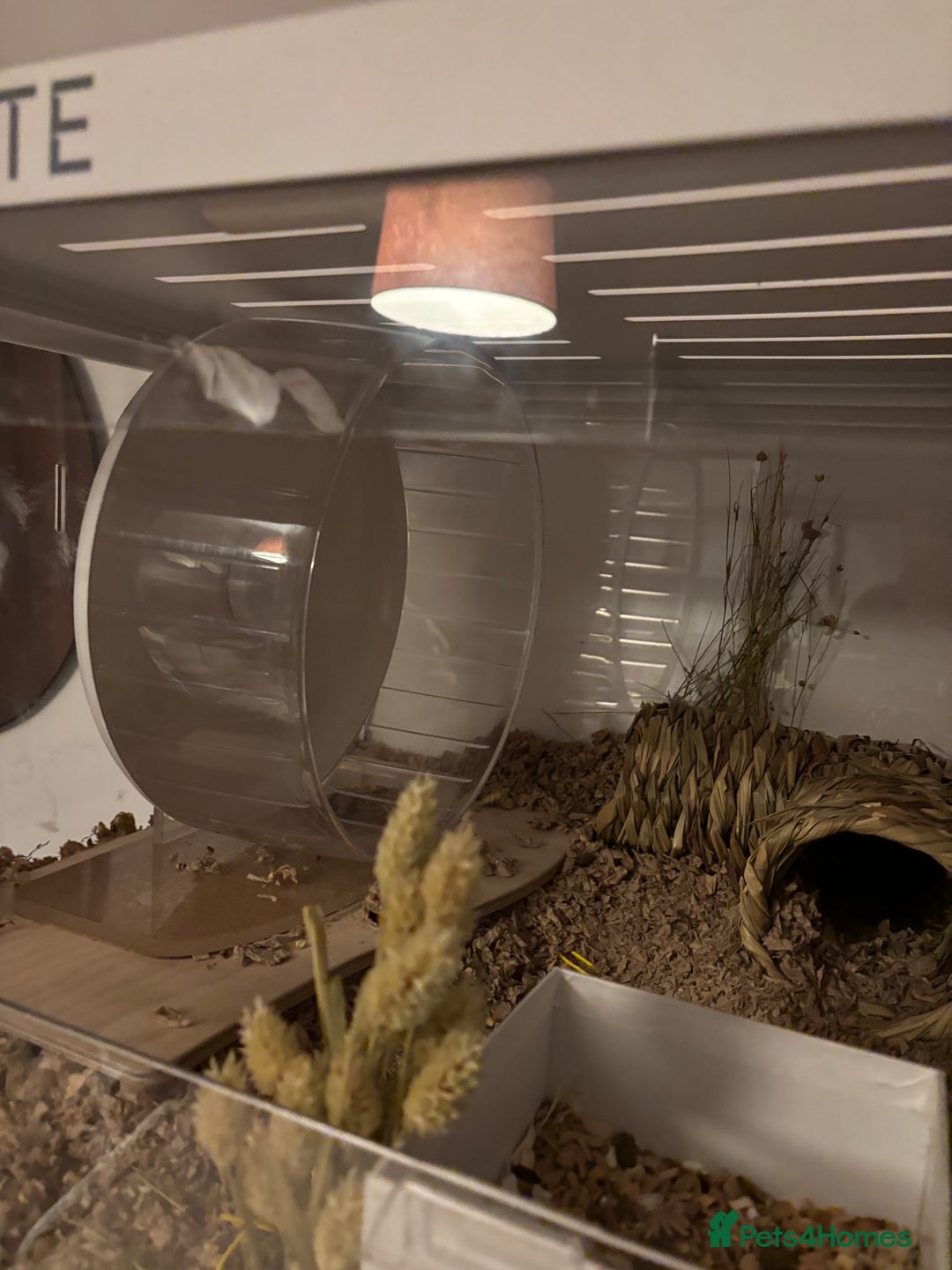 Hamster rodents for sale: Syrian hamster with bucatstate cage  - Image 5