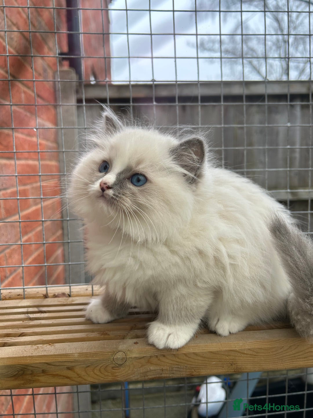 Ragdoll cats for sale: **Extra fluffy, TICA reg ragdoll baby** - Advert 8