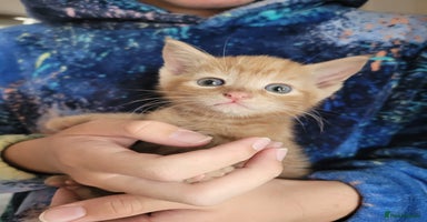 Mixed Breed cats - Advert 4