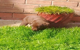 Labrador Retriever dogs for sale: Labrador puppies - Image 2
