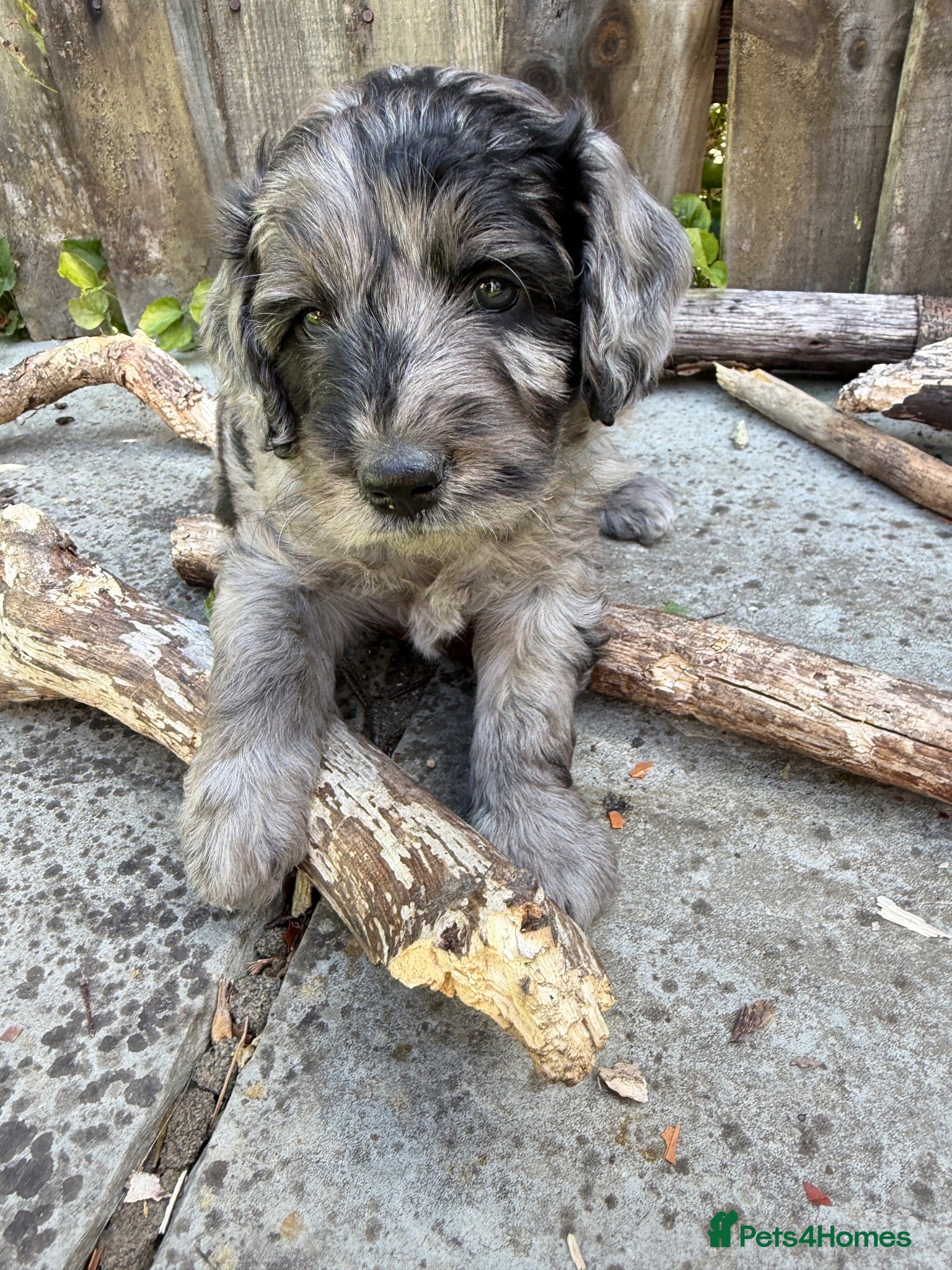 Mini Goldendoodle dogs Beautiful miniature F2b goldendoodles.  - Advert 1