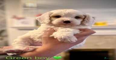 Cavapoo dogs - Advert 15
