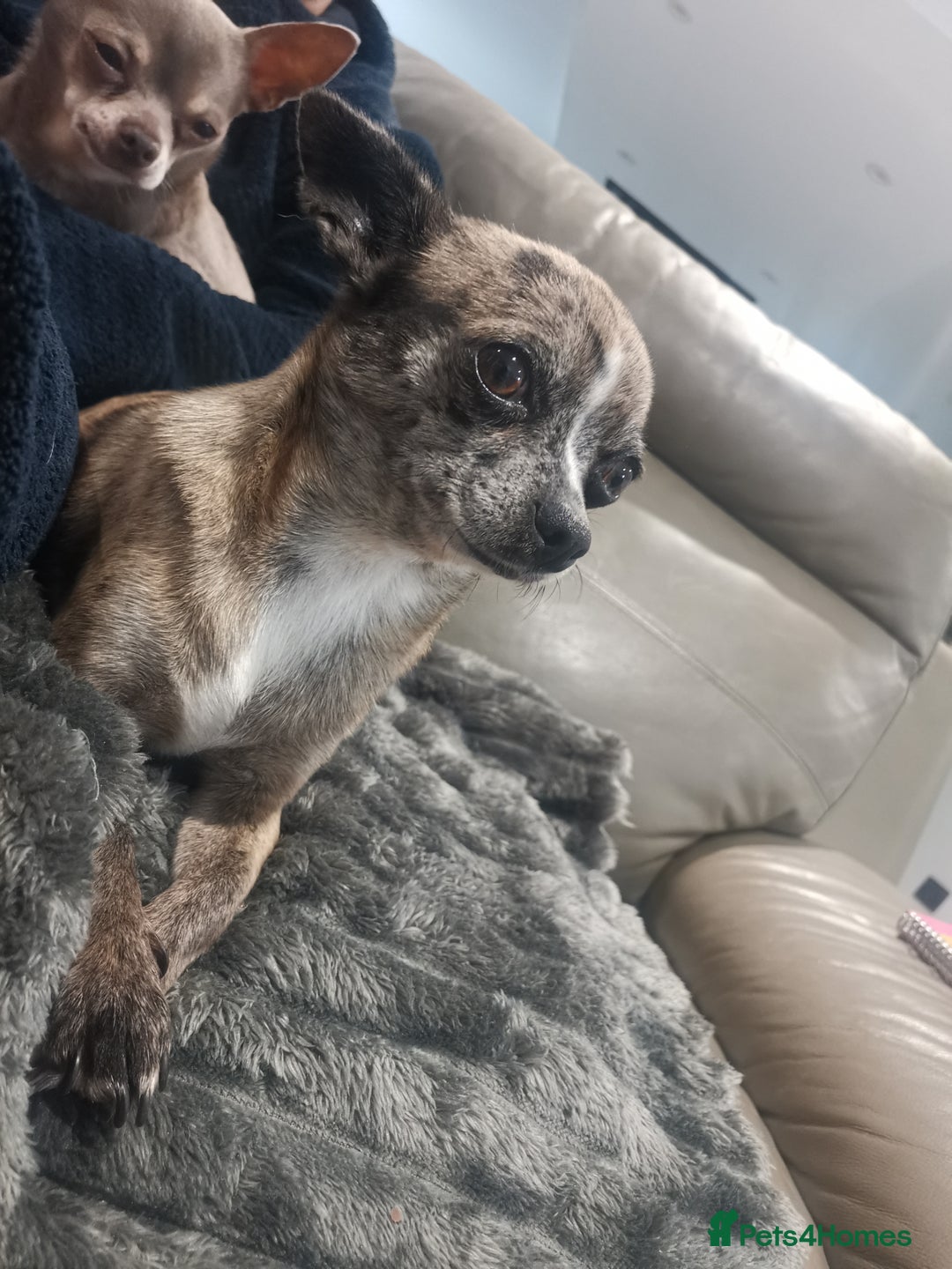 Chihuahua dogs for sale: Adult Female Merle Chihuahua  - Image 8