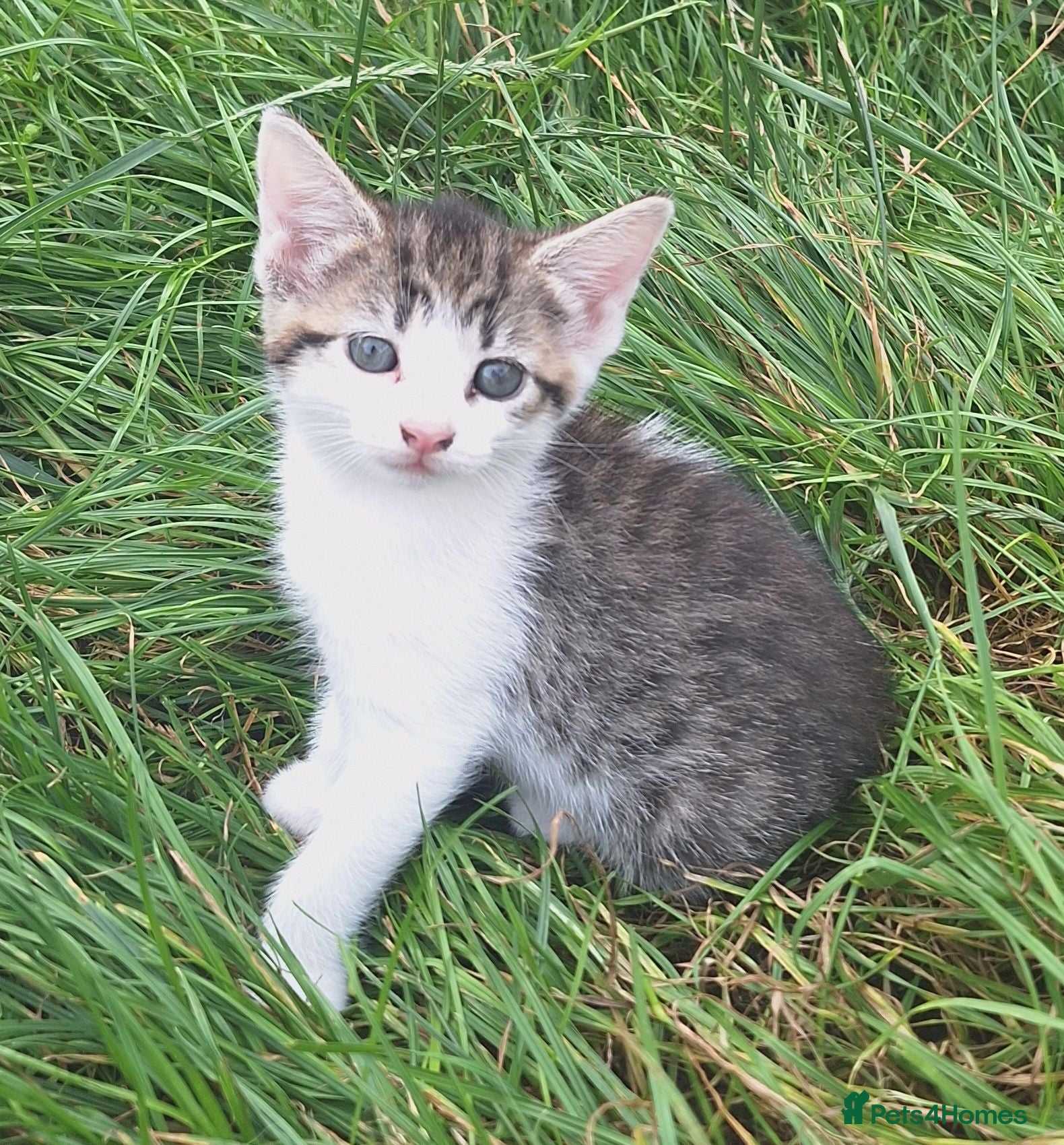 Mixed Breed cats Beautiful kittens  - Advert 1