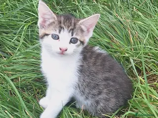 Mixed Breed cats Beautiful kittens - Advert 1