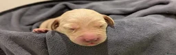Mixed Breed dogs for sale: Beautiful Golden Labradoodle Doubledoodle Puppies in Nantwich - Advert 11