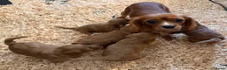 Cavapoo dogs for sale: Cavapoo ready now! - Advert 4