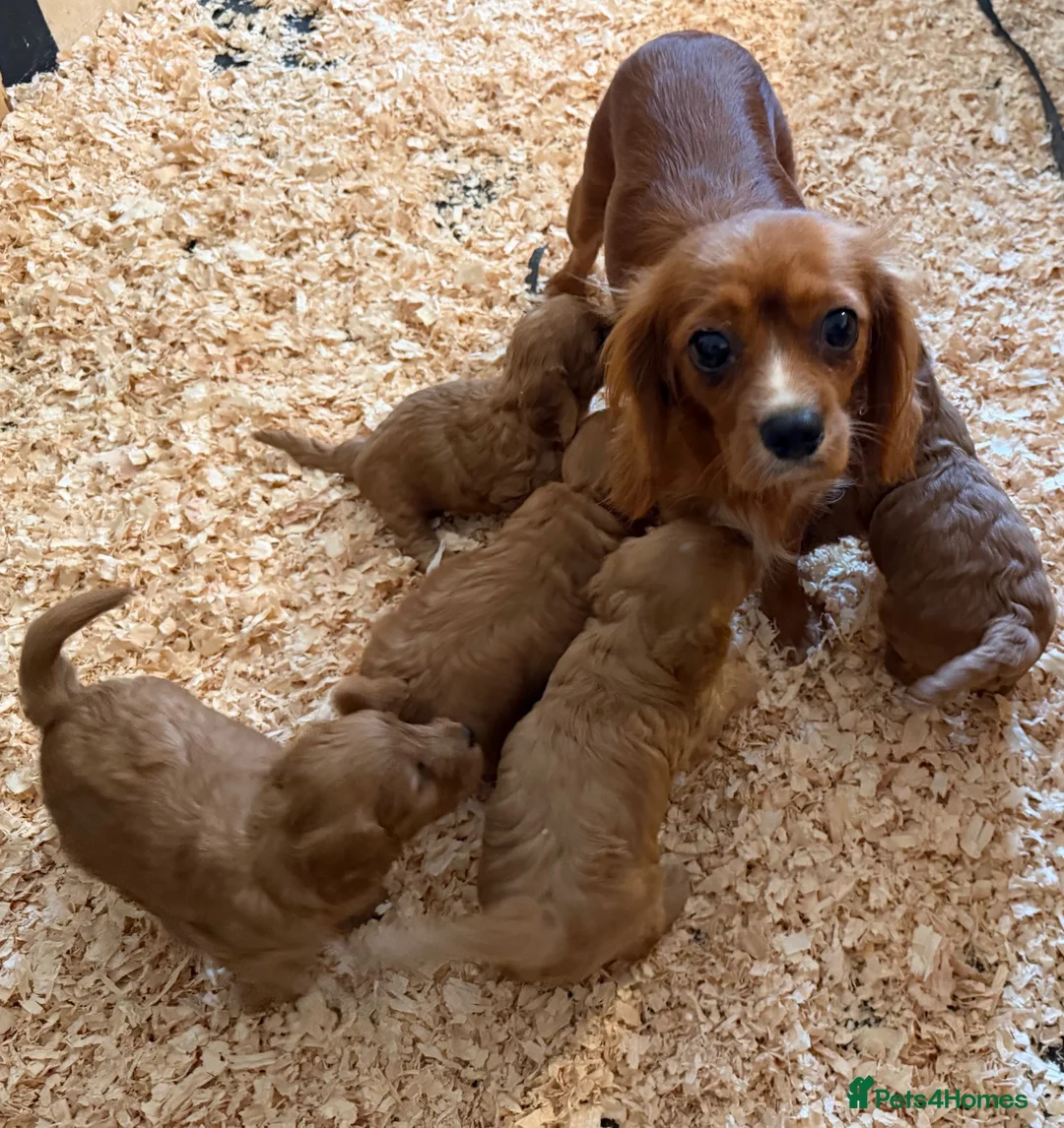 Cavapoo dogs for sale: Cavapoo ready now! - Advert 4