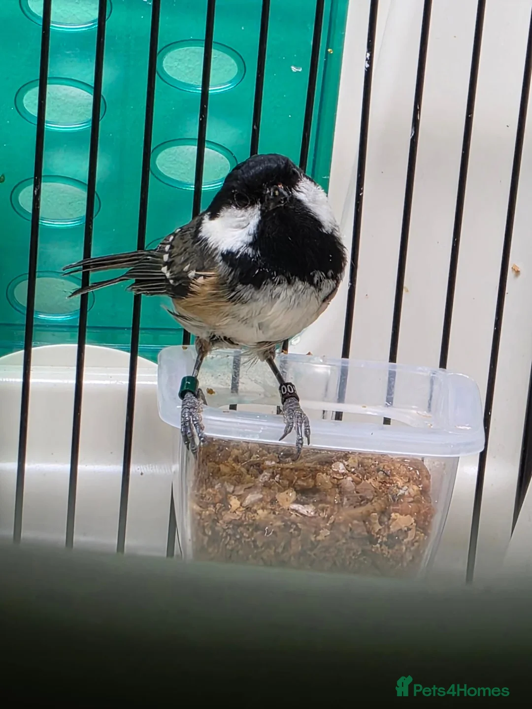 Softbills birds for sale: cold tits  - Advert 1
