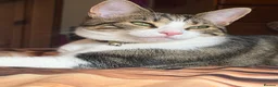 Mixed Breed cats for sale: Beany 1 Year old  - Advert 4
