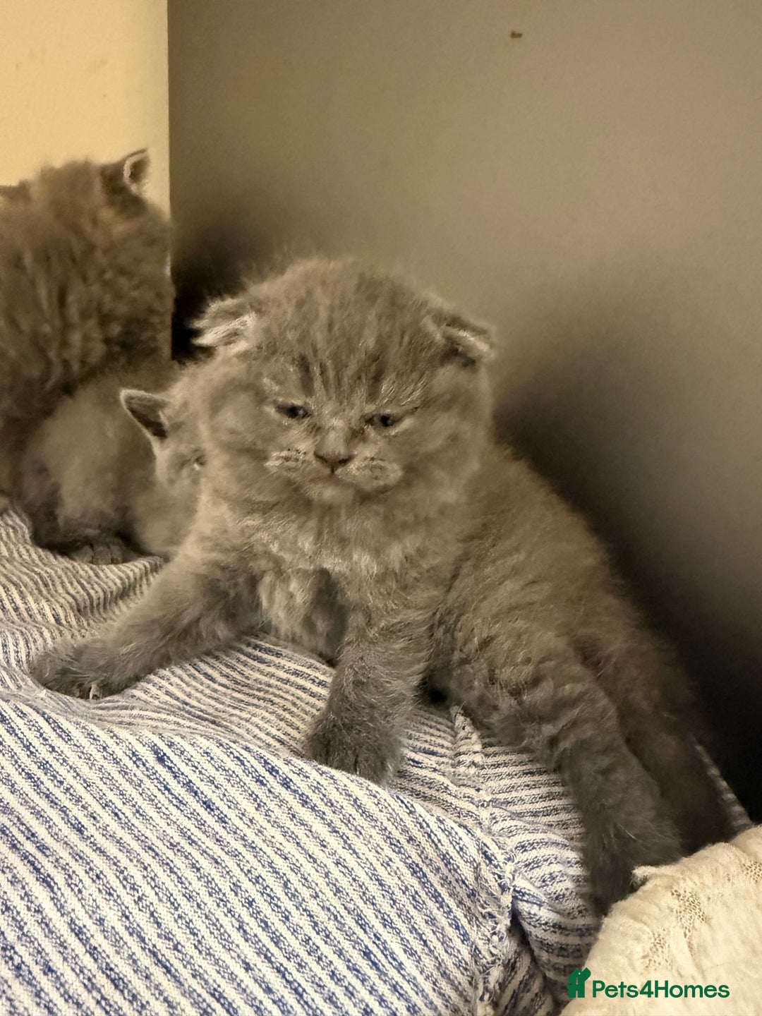 Scottish Fold cats for sale: Scottish fold&straight kittens ready for reservati - Advert 2