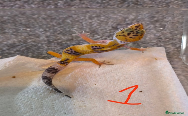 Gecko reptiles - Advert 1