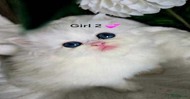 Persian cats - Advert 9