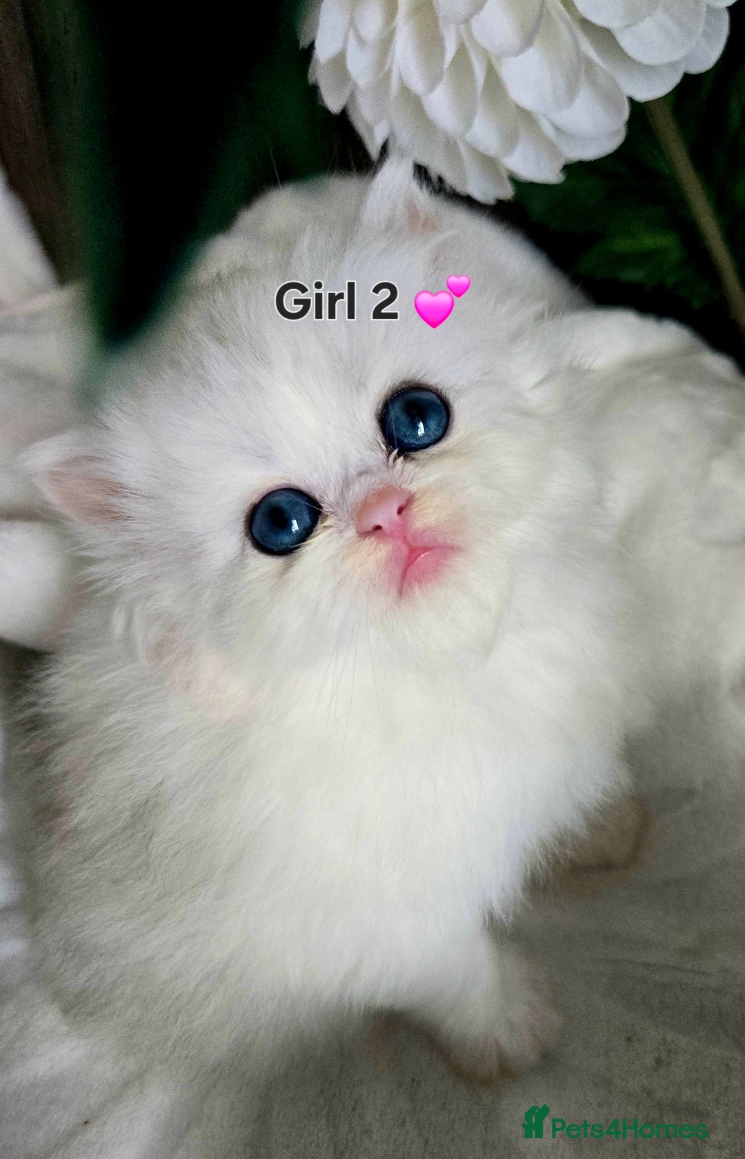 Persian cats for sale: 😻 Persian chinchilla kittens 😻 - Image 3