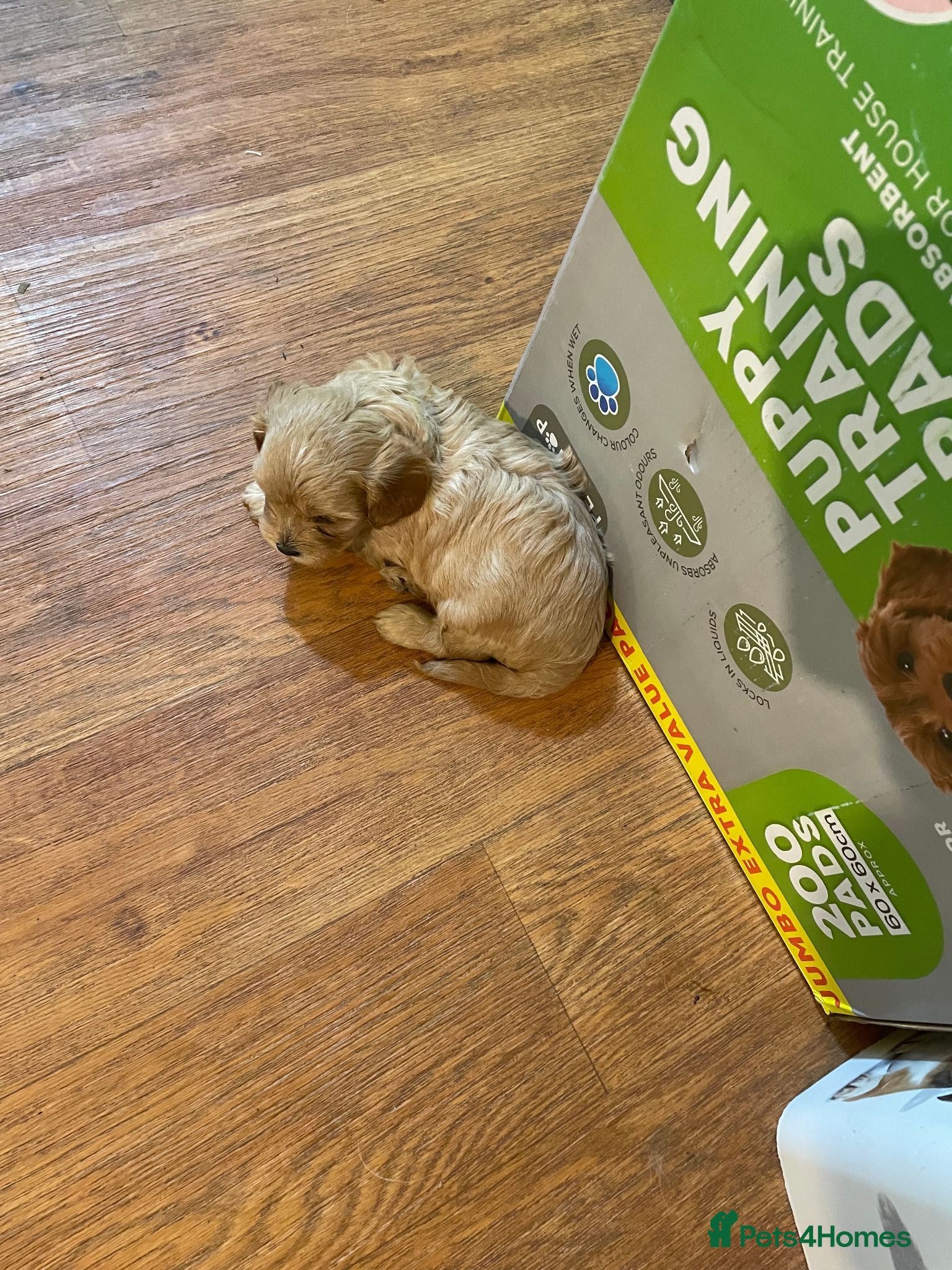 Cavapoo dogs Beautiful Golden F1 cavapoo Girl puppy - Advert 15