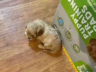 Cavapoo dogs Beautiful Golden F1 cavapoo Girl puppy - Advert 3