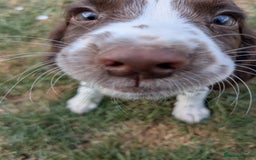 English Springer Spaniel dogs for sale: 2025 FTCH ROSEBAY BLUE,WELL MARKED LITTER ESS PUPS - Image 5