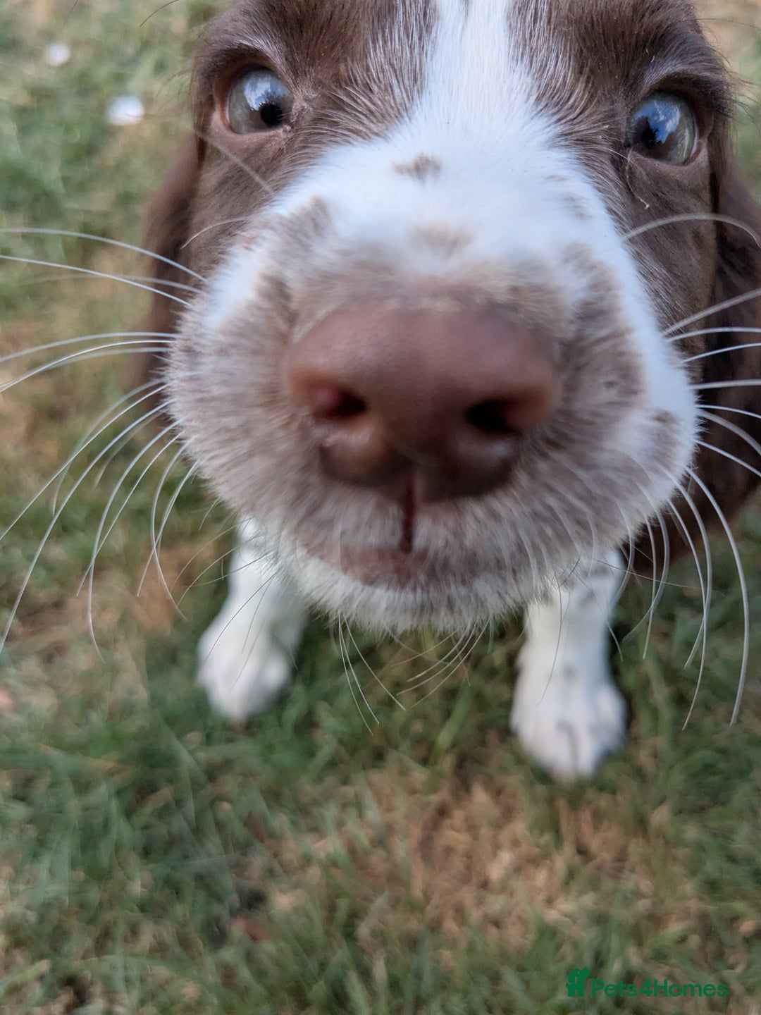 English Springer Spaniel dogs for sale: 2025 FTCH ROSEBAY BLUE,WELL MARKED LITTER ESS PUPS - Image 5