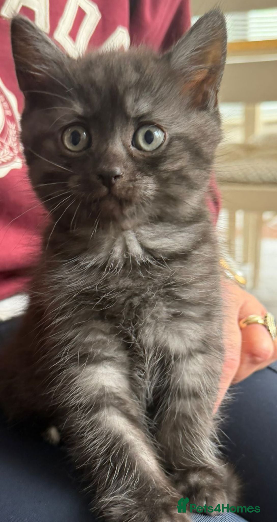 Persian cats *READY NOW* Beautiful Persian x British shorthair  - Advert 1
