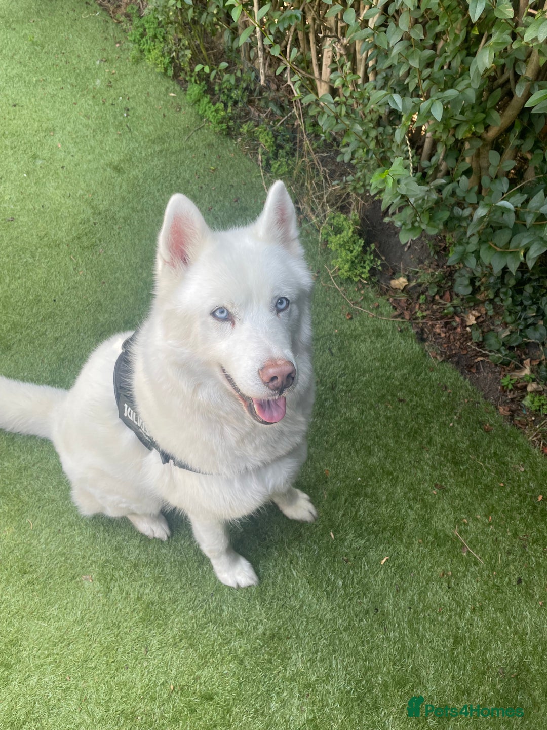Siberian Husky dogs for sale: Beautiful Husky Open to Offers - Image 1