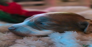 Cockapoo dogs - Advert 16