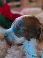 Cockapoo dogs - Advert 16