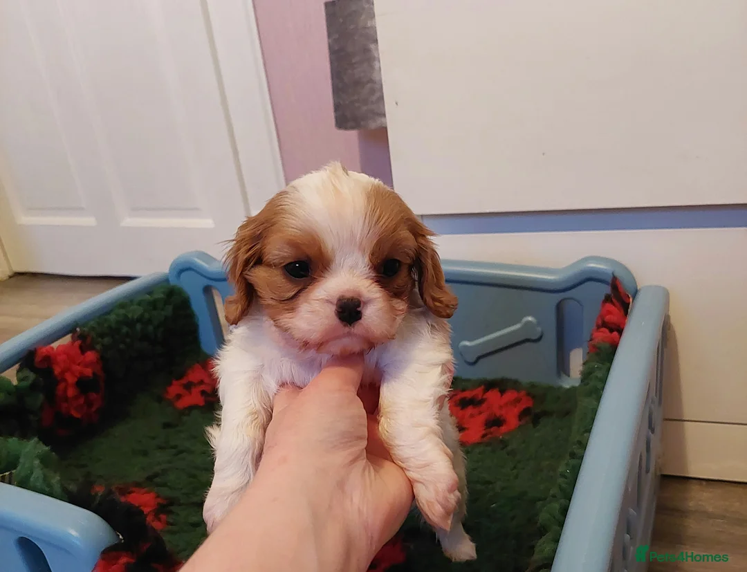 Cavalier King Charles Spaniel dogs for sale: KC Reg Cavalier King Charles Spaniel Puppies - Advert 6