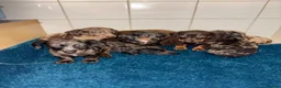 Dachshund dogs for sale: Miniature dachshund - Advert 33