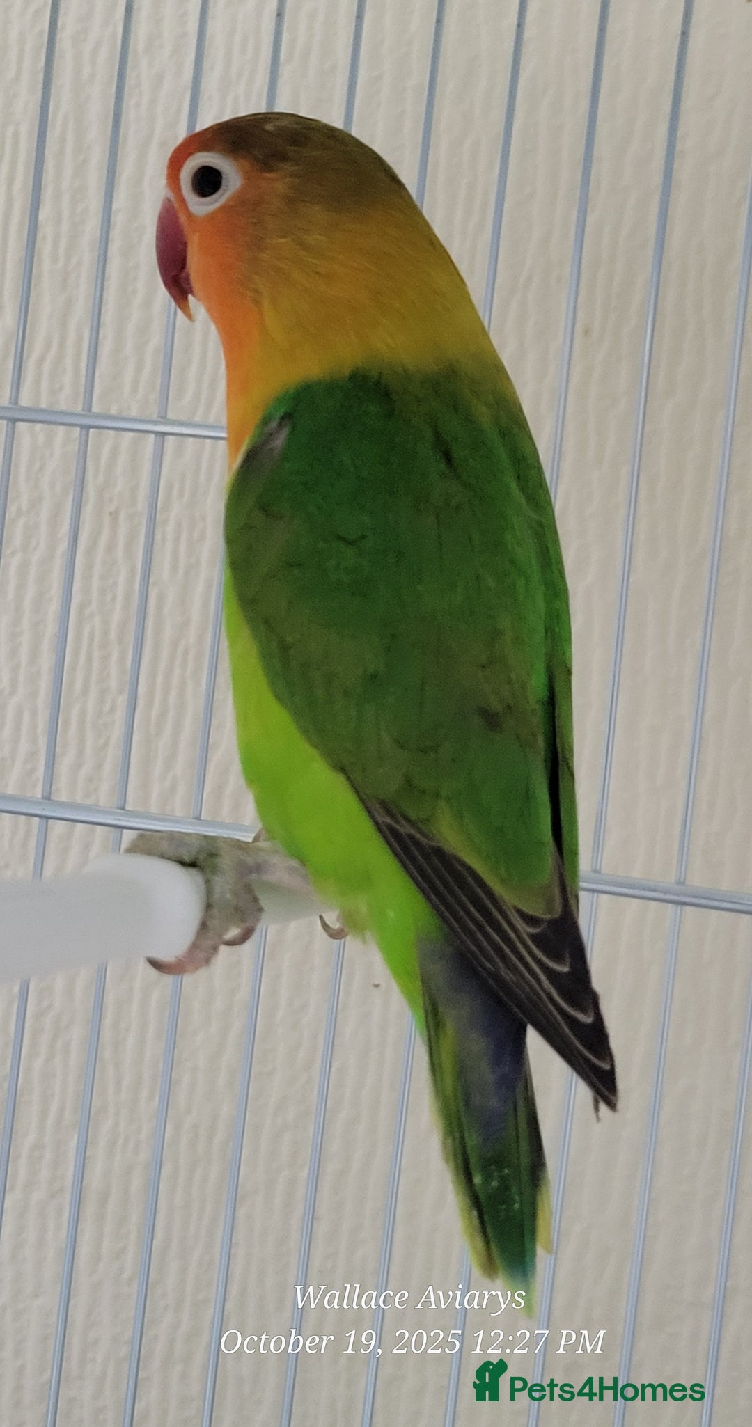 Budgerigars birds for sale: Lovebirds  - Advert 4