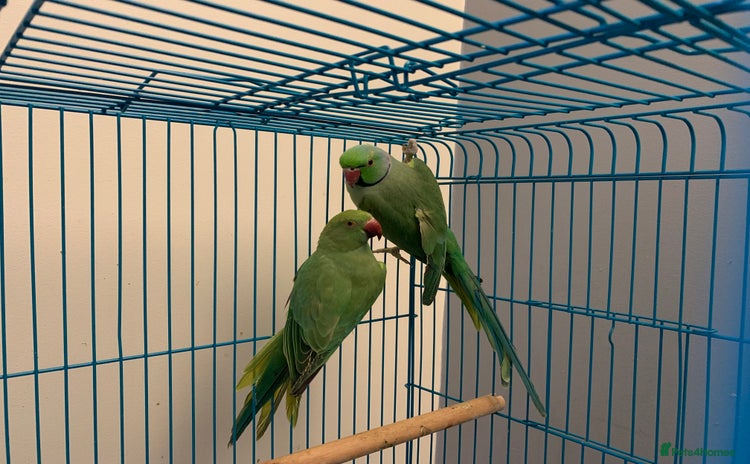 Ringnecks birds Bonded pair of traumatised baby ringnecks  - Advert 1