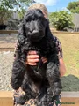 Irish Gordon Doodle boy blue