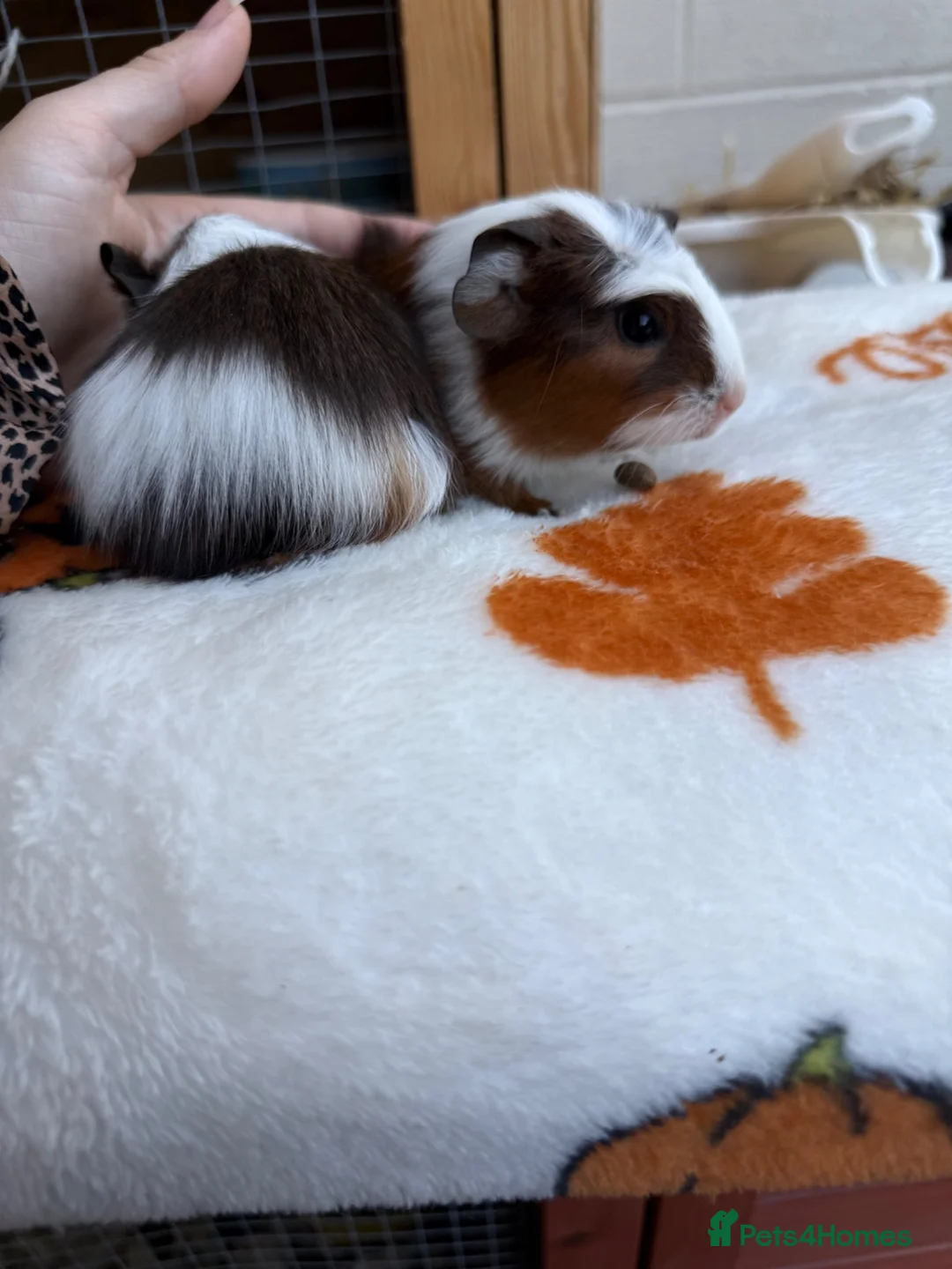 Guinea Pig rodents for sale: Baby guinea pigs in Frome - Advert 6