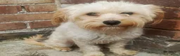 Maltese dogs for sale: Urgent mom and dad for sale  - Advert 8