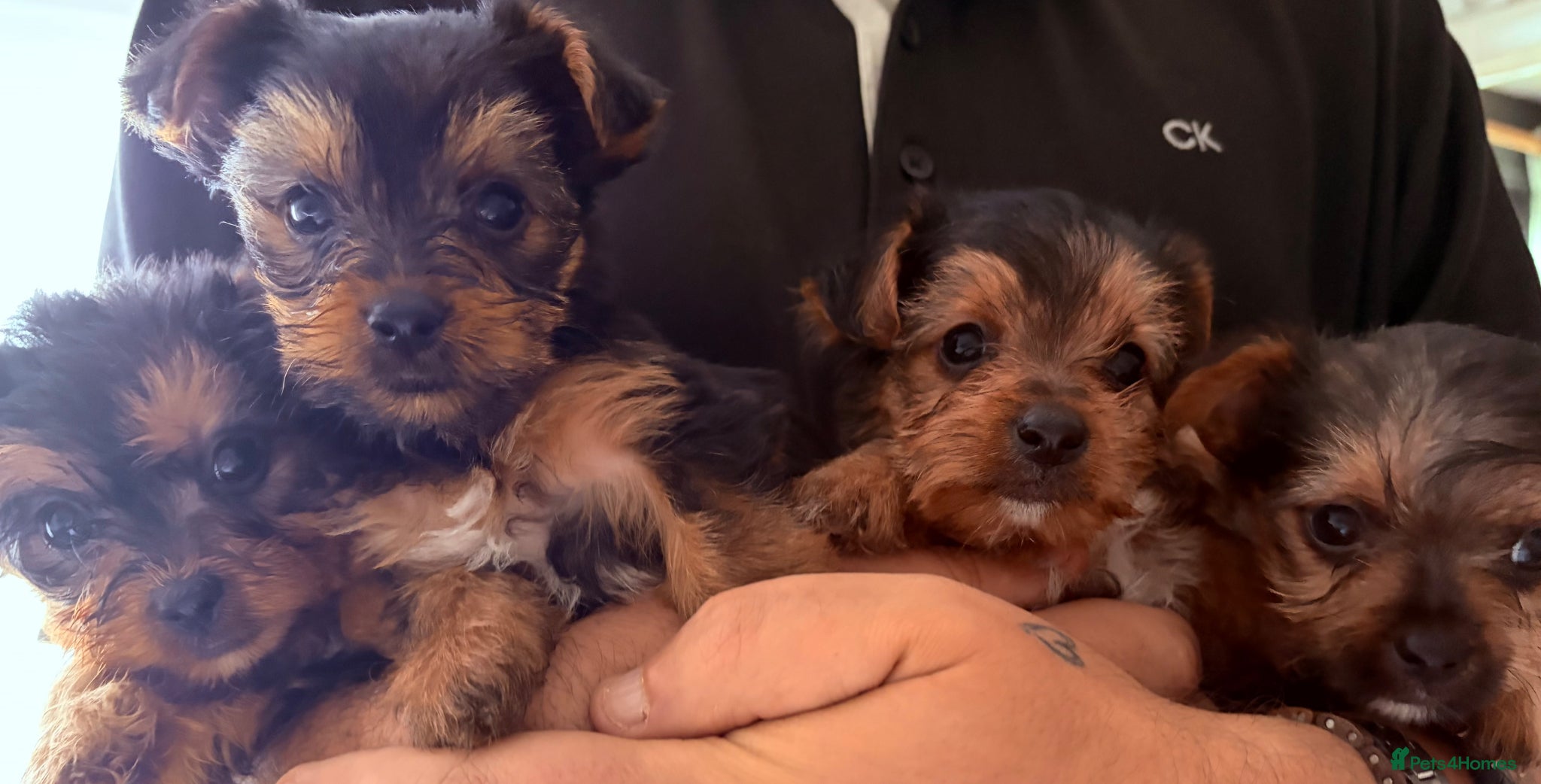 Yorkshire Terrier dogs 4 gorgeous puppies looking for their forever home - Advert 2